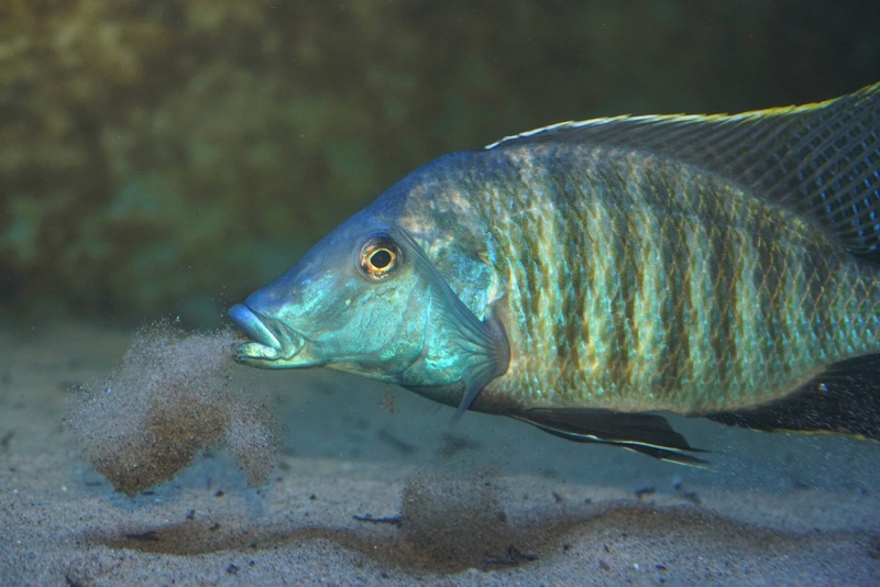 Taeniolethrinops praeorbitalis